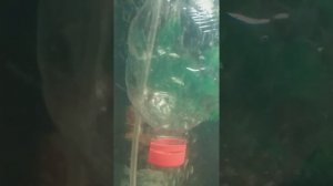 Рыбки из икры вылупились🤗 маленькие пупсики