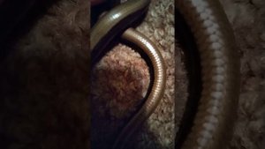🐉веретеница отличие по полу🐉