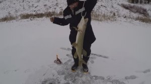 Весёлая рыбалка на жерлицы.