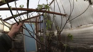 Подземный курятник, состояние растений на 7 декабря