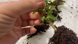 Результат укоренения черенков лофоса и хризантемы мультифлоры.