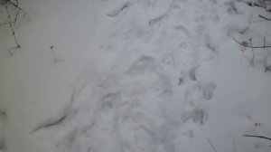 волки в лесу