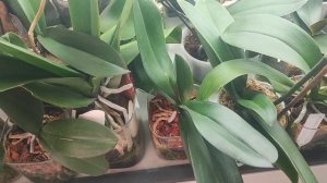 Обработка от мучнистого двух стеллажей. Гранулы после, в качестве профилактики.Какие УДО понравились