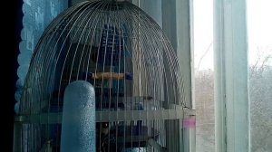 Слушай пение щегла и радуйся жизни! - пение щегла Гриша.