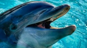 Дельфины...исп. Казан Казиев