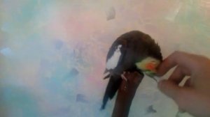 говорящий попугай Корелла