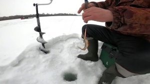 Зимняя рыбалка! ловим окуней и чебаков! 👍