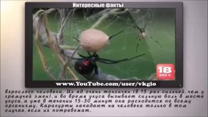 Опаснейшие насекомые планеты