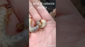 Полезные насекомые. Золотистая Бронзовка (цетония). Помощники в нашем хозяйстве.