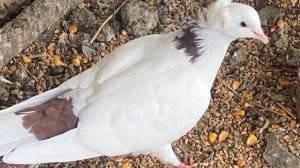 Голуби шейки!!!