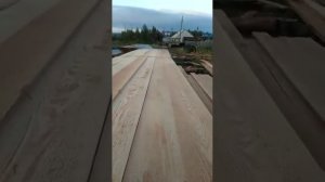 пилим лиственницу