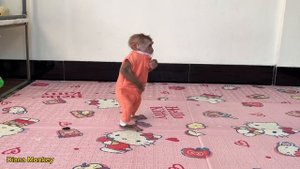 Monkey Diana was emotional when her mother bought her breakfast