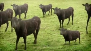 жуткие каналы Ciryak и totheark - СМЕРТЕЛЬНЫЕ ФАЙЛЫ #34 (creepy.video.0)