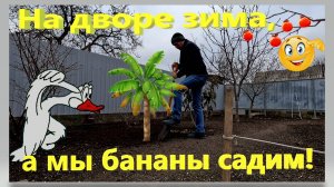 На дворе зима, а мы бананы садим! Жизнь в частном дома на севере Кубани. Ейск.