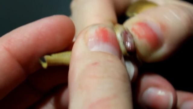 Popping 2012 Poss Het Clown - Under-develpoed Hemipenes? смотреть онлайн