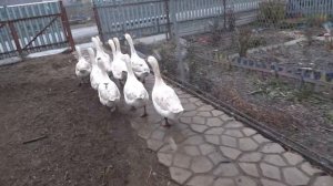 Опять Метель