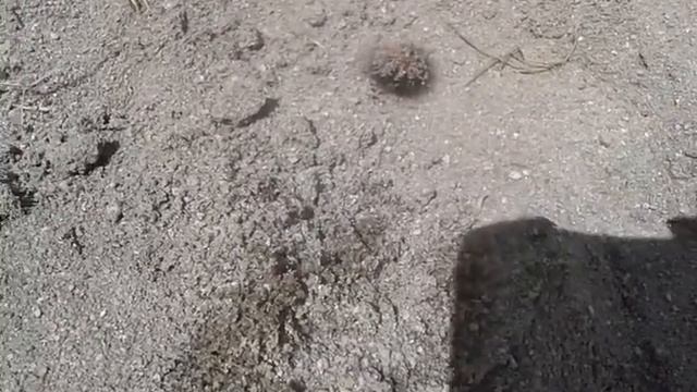 Волосатая гусеница