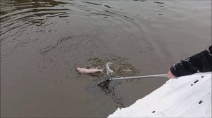 Форелевая рыбалка по открытой воде в снегопад. Клёвое место лосиный остров.