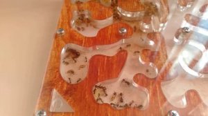 муравьиные новости