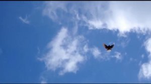 Голуби Крыма, Алексей Василишин, Евпатория (9)