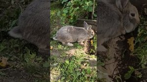 Наблюдение за животными.Animal Watching.26.07.2023.