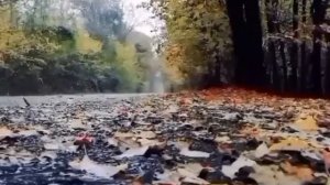 мы родились в сибири//побег из Светлограда в Сибирь//обзор канала