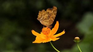 Летние мотивы