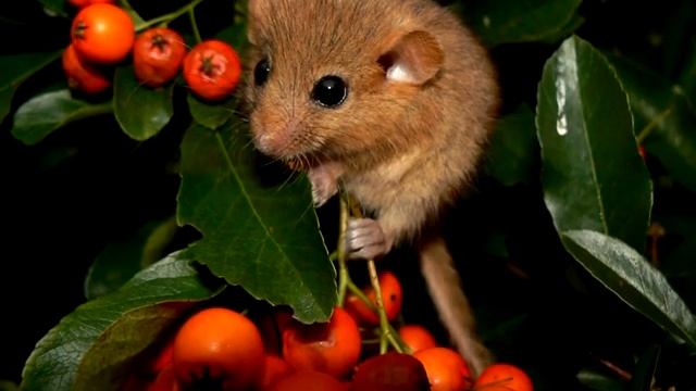 Соня - интересные факты смотреть онлайн