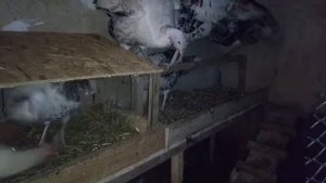 Новые гнезда и насест для индюков