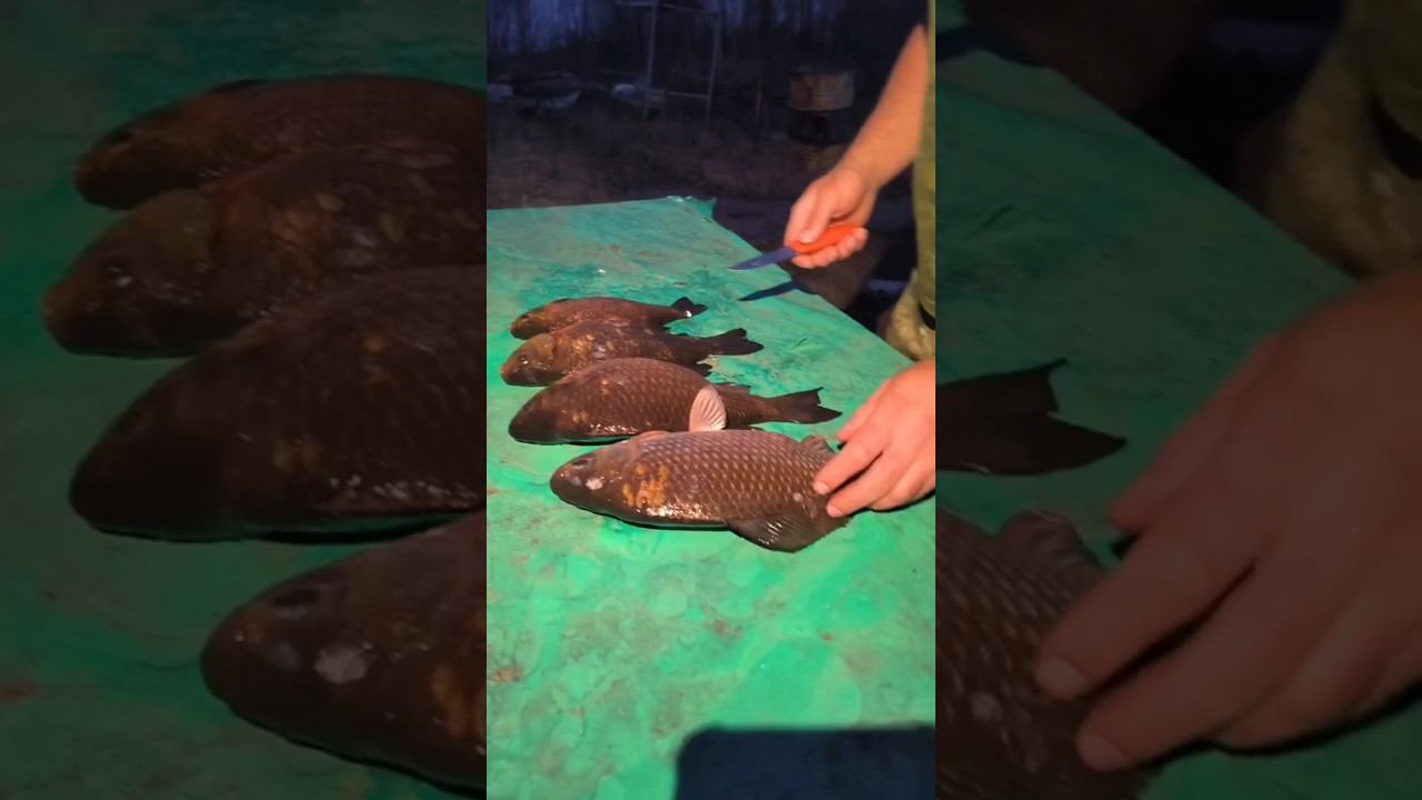 Рыбалка! Жарим Свежего Карася на костре! #рыбалка #fishing #природа #карась #костер #топ смотреть онлайн