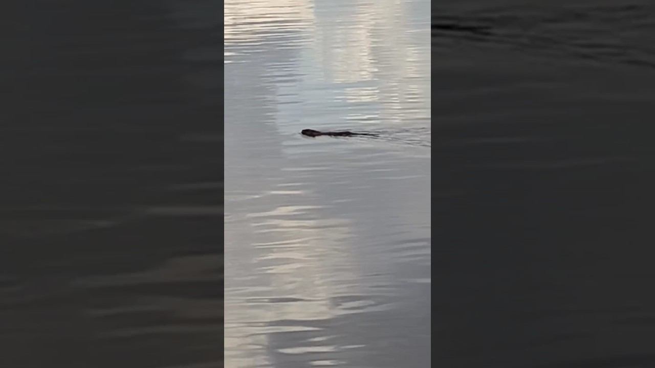 Крокодил на реке! #река #лето #осень #рыбалка #крокодилы #экстрим #охота #fishing #природа смотреть онлайн