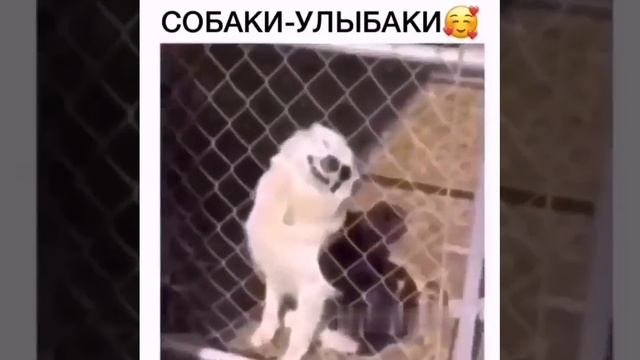 -ulybaki