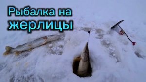 Жерлицы! Сработок много! Щучки небольшие, но они есть!