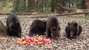 Из неопубликованного