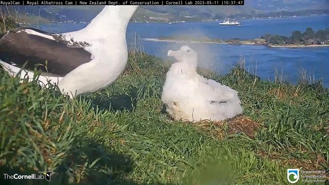(11.05.2023) Альбатрос. Прилетели и мама и папа - Albatross. Both Mom and Dad arrived смотреть онлайн