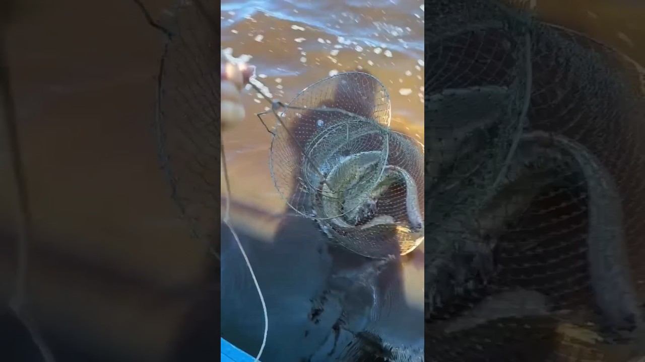 Рыбалка! Завтрак на рыбалке, ловля скумбрии! #рыбалка #завтрак #ловля #скумбрия #природа #fishing смотреть онлайн