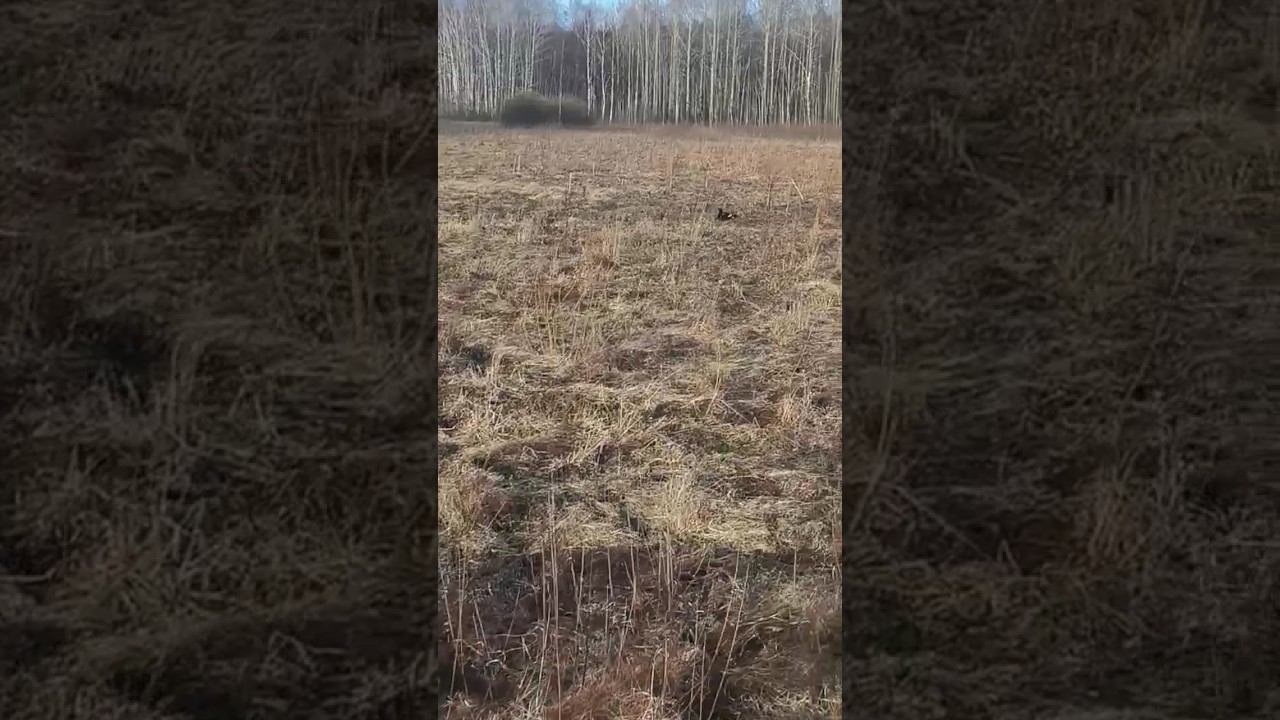 #охота #рыбалка #весна смотреть онлайн