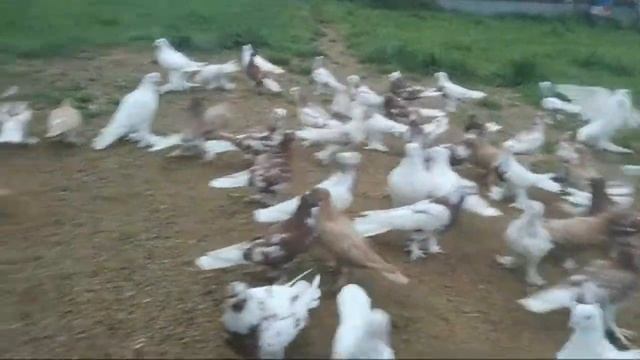 Андижанские голуби смотреть онлайн