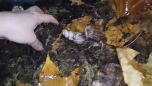 Улитки Архахатина Маргината Маргината Природники WC