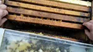 Весенние работы на пасеке: как перезимовали две пчелиные семьи в одном улье-лежаке.