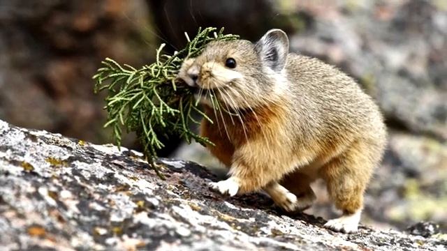 Пищуха(сеноставка) - интересные факты смотреть онлайн