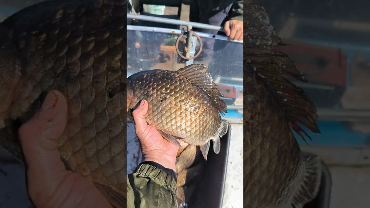 Рыбалка! Рыбалка на трофейного Карася на секретном озере! #охота #рыбалка #карп #карась #fishing смотреть онлайн