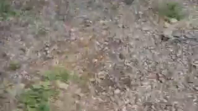 Моя собака Мотя смотреть онлайн