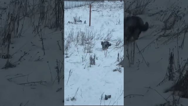 Сбежала в ошейнике и поводке! Прорыла подкоп. 2 дня без сна! Тысяча звонков. #собакавбеде