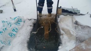 ✔Рыбалка 2021 на Хищника Зимой - Щука, Карась на Мормышку/Проверяем Мордушки!