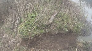 Минитрактор в деле.