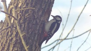 Большой пестрый дятел отгоняет от своего дупла седого дятла