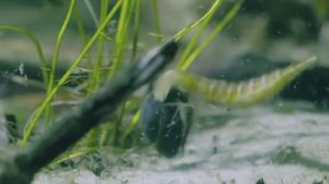 Удивительный мир насекомых