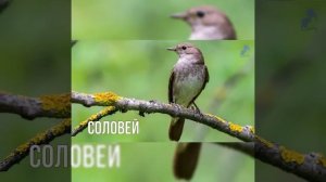 Перелётные птицы старшая группа