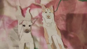 Новая собака хаски!!!/Знакомство со сестрой?!